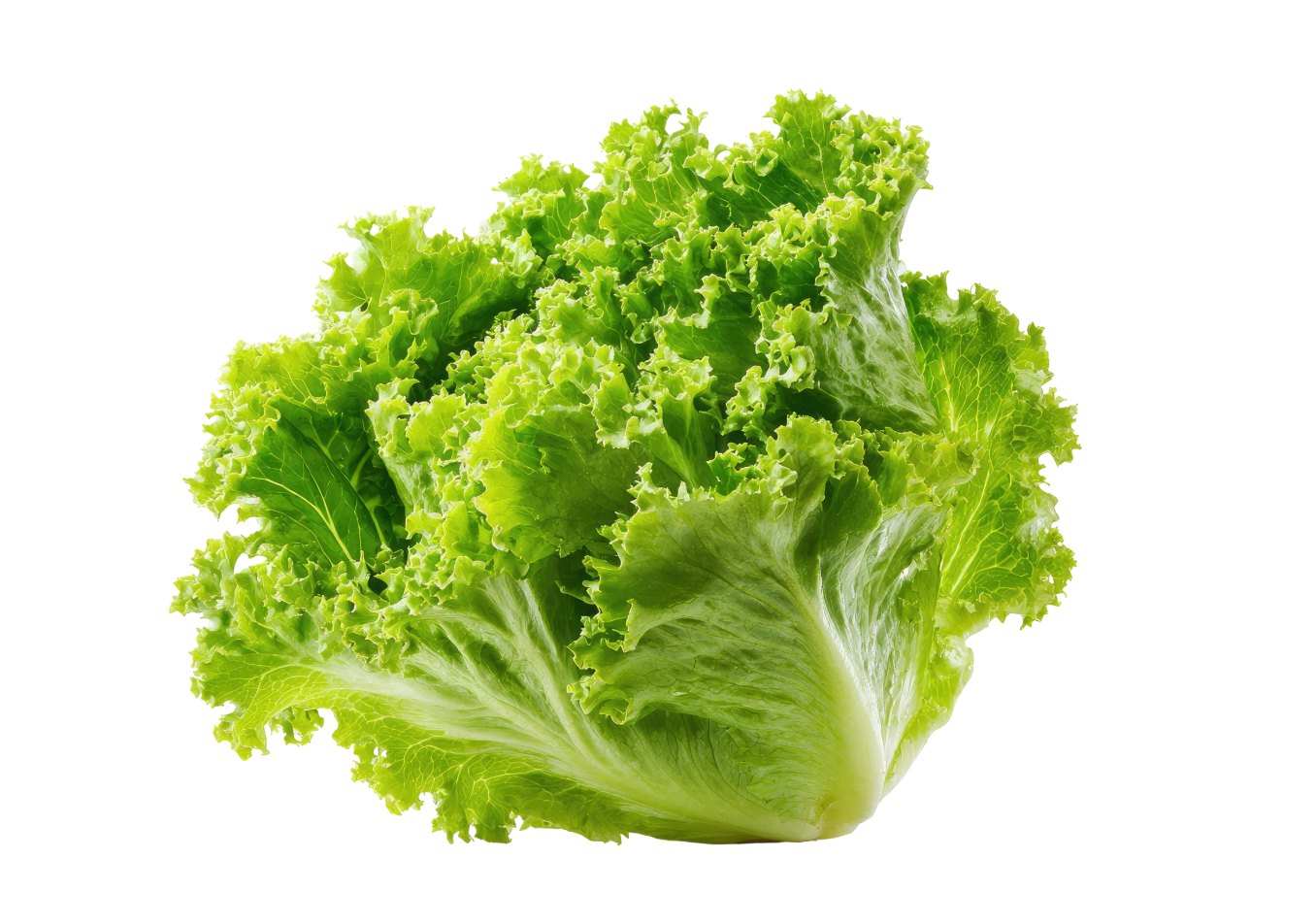 生菜